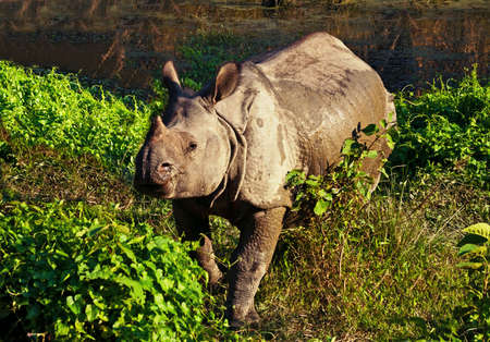 Indian one horned rhinoceros at Royal Chitwan national park in Nepalの写真素材