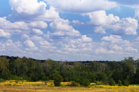 Summer lanscape with grass and trees