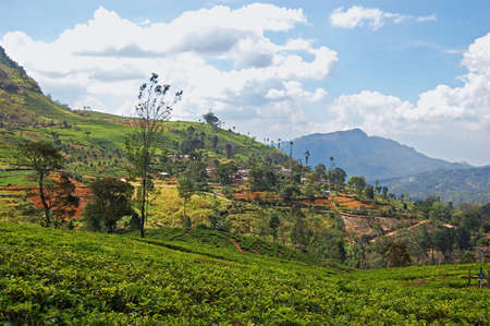 Tea plantation landscape in Sri Lanka