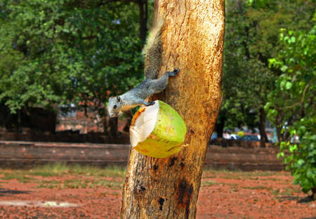Squirrel or small gong, Small mammals native to the tropical forests at Thailand, Variable squirrel, Pallasの写真素材
