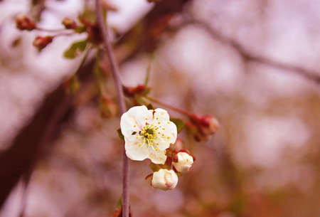 Cherry blossom with beautiful background