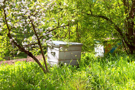 Honey bee hives in spring gardenの写真素材