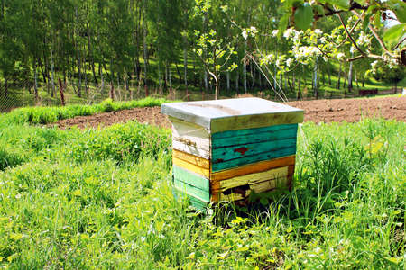 Honey bee hives in spring gardenの写真素材