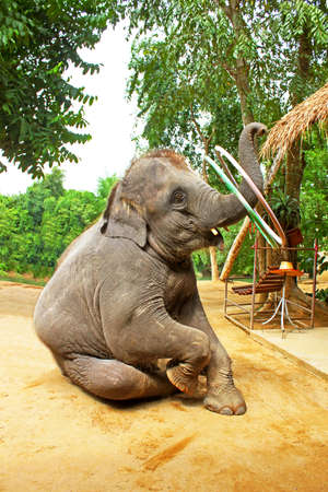 Elephant plays hula hoop, Thailand