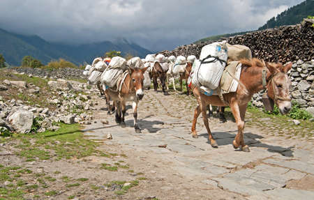 Donkey caravan in Nepal - Annapurna trekkingの写真素材