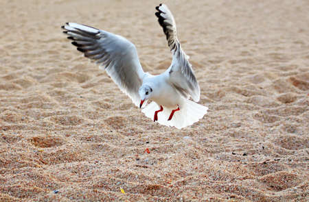 Seagull is landing on the groundの写真素材
