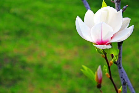 Magnolia tree blossomの写真素材