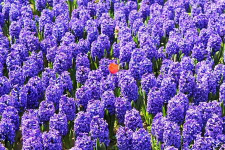 One tupil among blue hyacinths