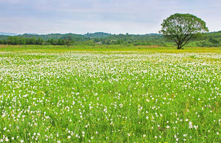 Valley of Narcissi in Khust, Ukraine - in may there are dandelions and narcissusesの写真素材
