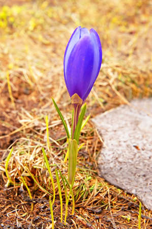 Flowers blue crocusの写真素材