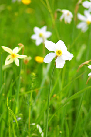 Narcissi in Khust, Ukraine - in may there are dandelions and narcissuses on Valley of Narcissiの写真素材