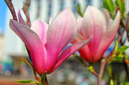 Magnolia tree blossom on Teatralna square in Vinnytsia, Ukraineの写真素材