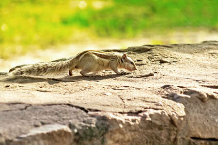 Indian palm squirrel (Funambulus palmarum)の写真素材