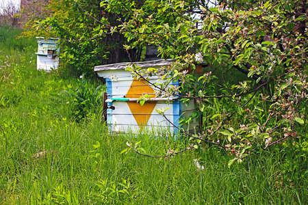 Honey bee hives in spring garden