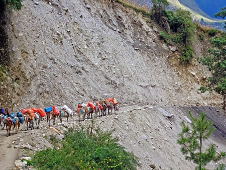 Caravan of donkeys is walking on cliff edge, Annapurna trekking area, nepalの写真素材