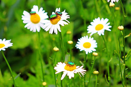 Bugs (Cetonia aurata) on chamomile in the gardenの写真素材