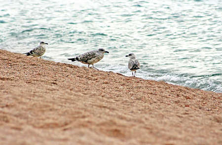 Three gulls standing on the shorelineの写真素材