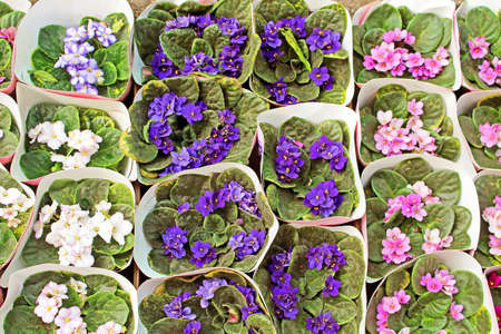 Pots of violets for sale on the marketの写真素材