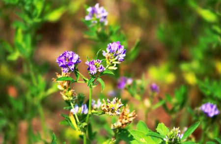 Alfalfa, Medicago sativa, also called lucerne, is a perennial flowering plant in the pea family
