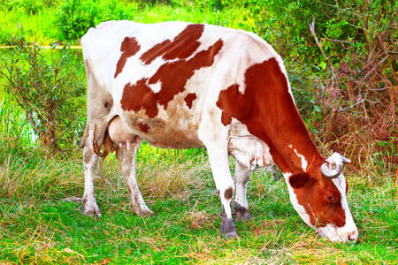 Cow grazes on the grass in the summerの写真素材