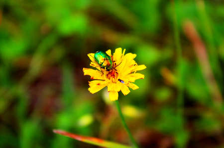 Bug (Cetonia aurata) on yellow flower in the gardenの写真素材