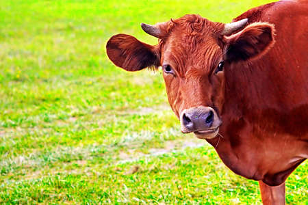 Cow graze on the grass in the summerの写真素材