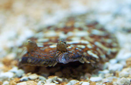 French sole (Solea Lascaris Nasuta)