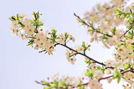 Cherry flowers blooming in springtime