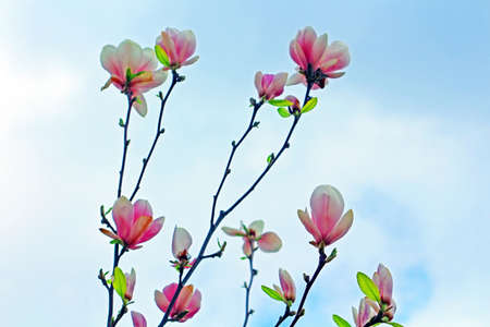 Magnolia tree blossom. Applied photo toning effect