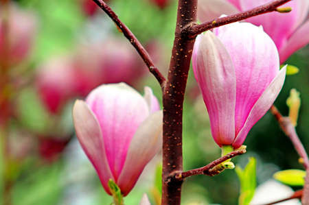 Magnolia tree blossomの写真素材