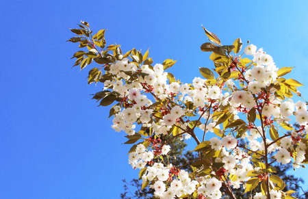 Sakura. Cherry Blossom in Springtime. Beautiful White Flowers