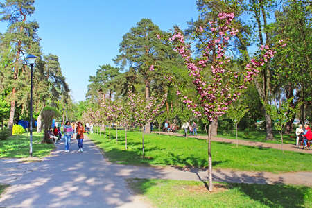 Unidentified people are walking on sakura alley in a stylized Japanese garden Kyotoのeditorial素材
