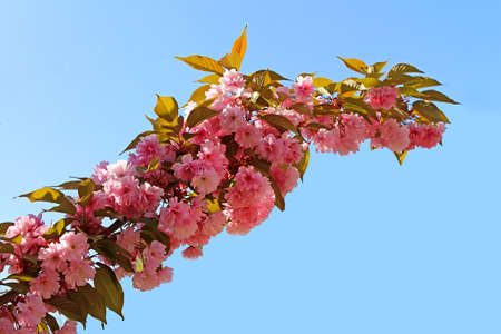 Sakura. Cherry Blossom in Springtime. Beautiful Pink Flowersの写真素材