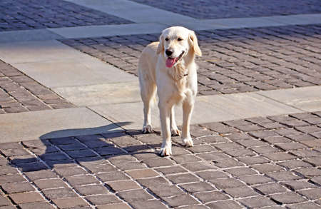 Golden retriever in the cityの写真素材