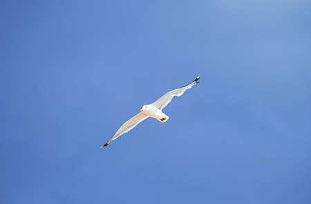 Seagull in the blue skyの写真素材