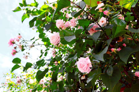 Delicate pink roses on the bushの写真素材