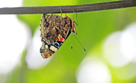 Butterfly sits on the wire upside downの写真素材