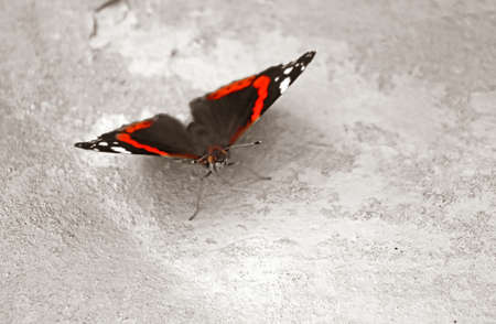 Butterfly sits on the wallの写真素材