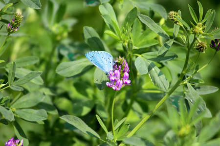 Blue butterfly on lucerne flowerの写真素材