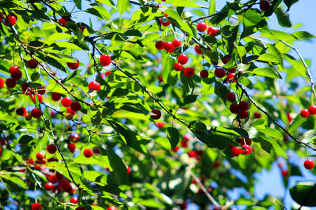 Cherries and cherry treesの写真素材