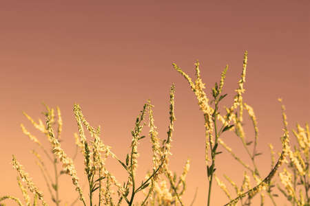 Yellow flowers on the red sunset