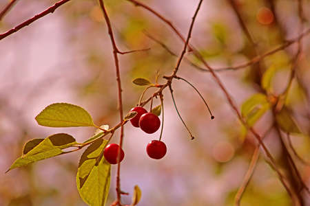 Cherries and cherry trees. Filter applied
