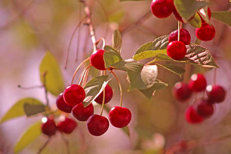 Cherries and cherry trees. Filter applied