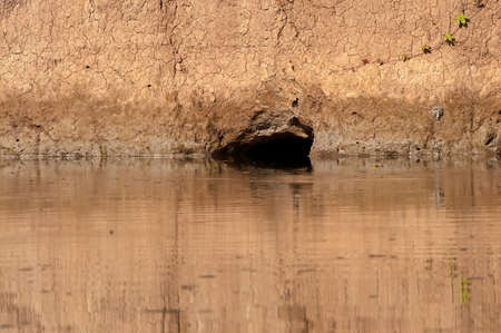 Burrow on the water edge, Nepalの写真素材