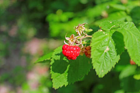 Organic ripe red raspberry on the bush, cultivation, garden, food