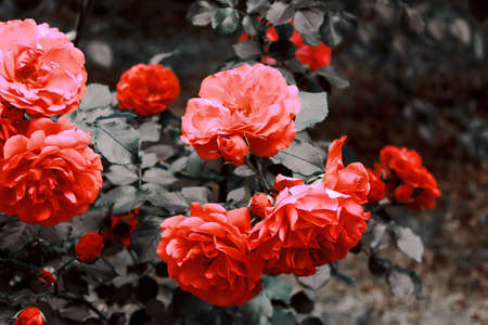Orange rose in the garden. Filter appliedの写真素材