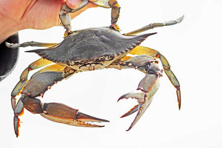 Blue crab, Callinectes sapidusの写真素材