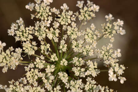 Inflorescence of Pimpinella saxifraga, or burnet-saxifrage, solidstem burnet saxifrage, lesser...