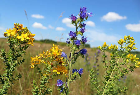 St John's-wort or common Saint John's wort , Hypericum perforatum and Blue flowers