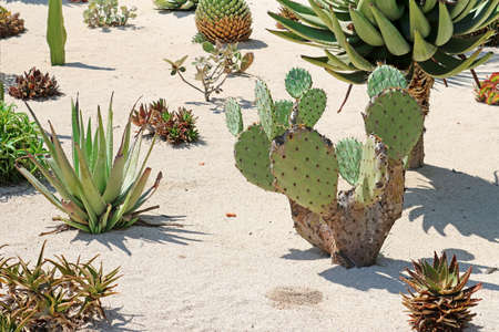 The Bahai Gardens include areas with cactuses, yuccas and agaves, growing in separated plant beds,...